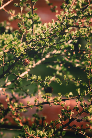 Larch basking in the rays of the spring sunの写真素材