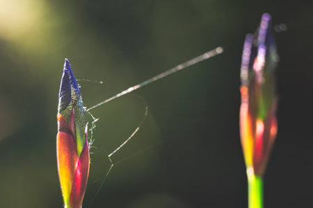 Iris buds connected by a spider web on a spring morningの写真素材