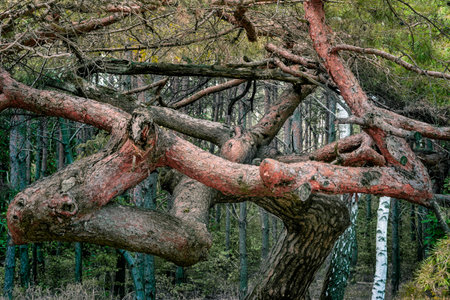 A crooked tree in Nowy Dbie - forest, Poland, Kuyavian-Pomeranian Voivodeshipの写真素材