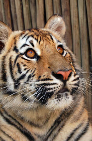 bengal tiger cub