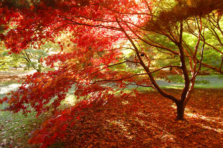 red and green maple autumn coloursの写真素材
