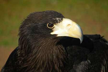 close up of a black eagleの写真素材