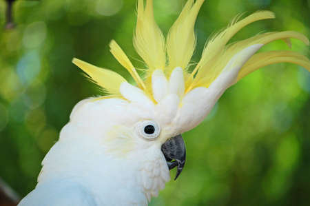 endangered yellow crested cockatoo displaying its crestの写真素材