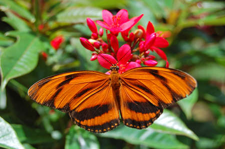 beautiful orange tiger butterfly with flower and leaf backgroundの写真素材