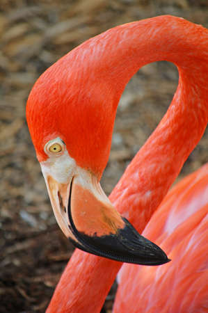 close up of american flamingo headの写真素材