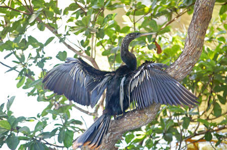 male anhinga bird drying its wings 