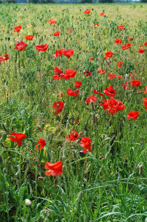 poppies amongst crops in English fieldの写真素材