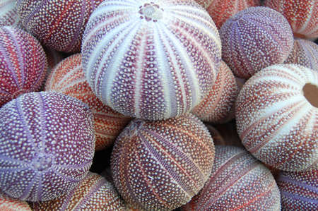 close up of sea urchin tests