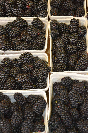 fresh blackberries for sale at marketの写真素材