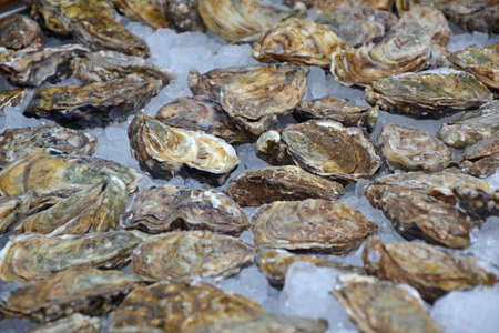 oysters on ice for saleの写真素材
