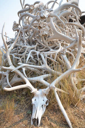 elk antlers and skulls piled upの写真素材