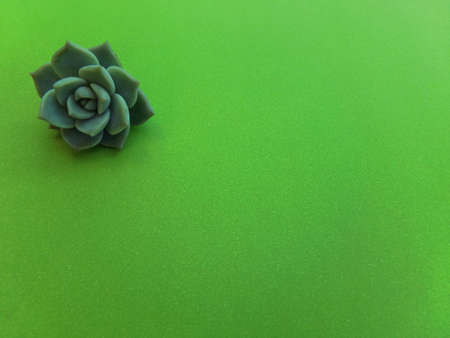 Green succulent against a green background.の写真素材