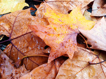 Colorful Autumn leaves on the sidewalk.の写真素材
