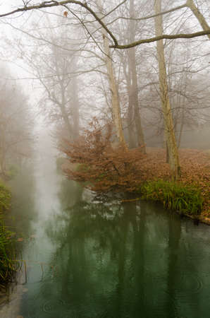 Misty forestの写真素材