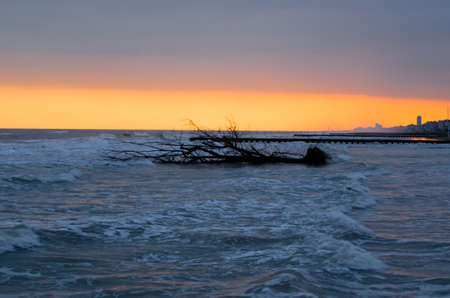 A tree in the carried by flood in the shoreの写真素材