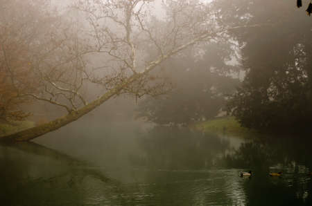 Misty forestの写真素材