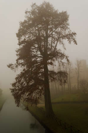 tree in autumnの写真素材