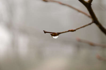 A drop on a boughの写真素材
