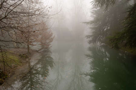 Misty forestの写真素材