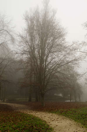 Misty forestの写真素材