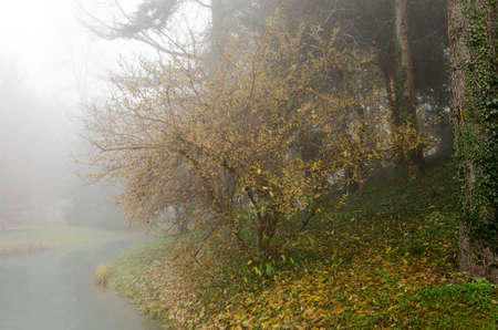 Misty forestの写真素材