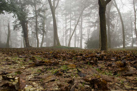 Misty forestの写真素材