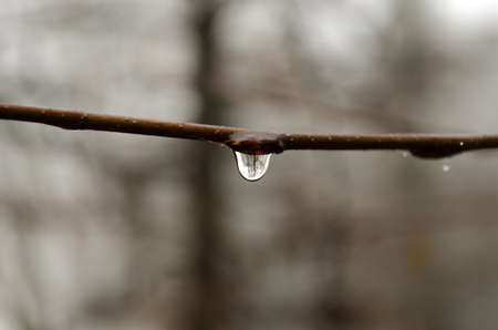  A drop on a bough の写真素材