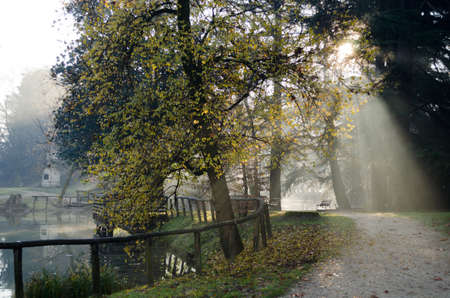 Misty forestの写真素材