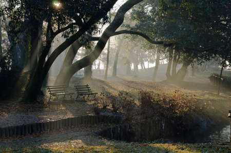 Misty forestの写真素材