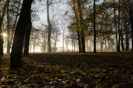 Woodsの写真素材