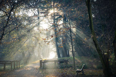 Misty forestの写真素材