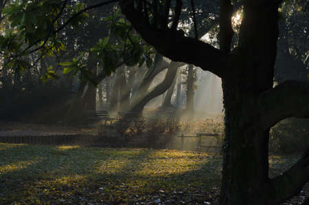 Shape of a treeの写真素材