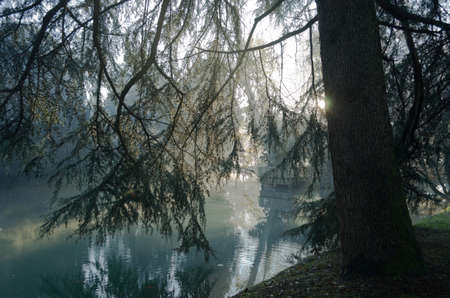 Tree in the riversideの写真素材