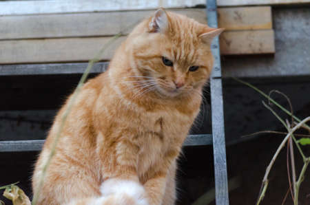 Red catの写真素材