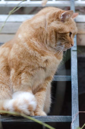 Red catの写真素材
