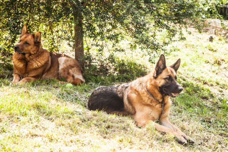 2 dogs wolves lying in the grass of a park in Trieste,Italyの写真素材