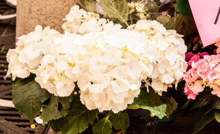 Plants, flowers for sale in a market in Trieste, springの写真素材