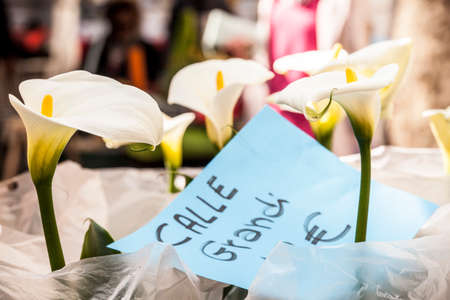 Plants, flowers for sale in a market in Trieste, springの写真素材