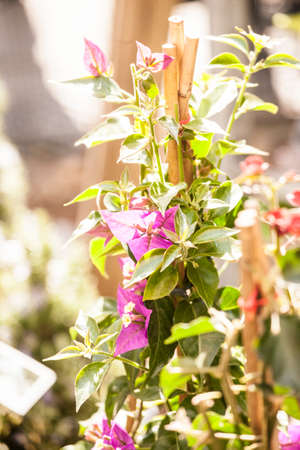 Plants, flowers for sale in a market in Trieste, springの写真素材