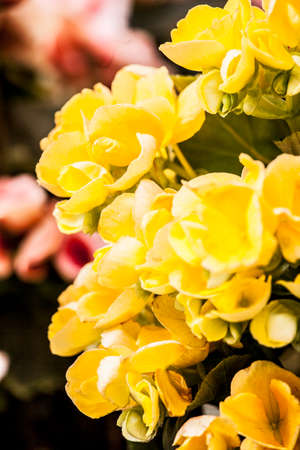 Plants, flowers for sale in a market in Trieste, springの写真素材