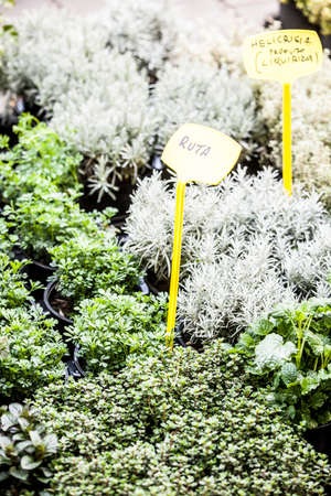 Plants, flowers for sale in a market in Trieste, springの写真素材
