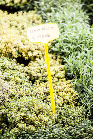 Plants, flowers for sale in a market in Trieste, springの写真素材