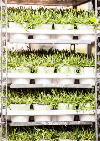 Plants, flowers for sale in a market in Trieste, springの写真素材