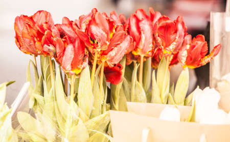 Plants, flowers for sale in a market in Trieste, springの写真素材