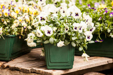 Plants, flowers for sale in a market in Trieste, springの写真素材