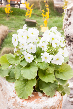 Plants, flowers for sale in a market in Trieste, springの写真素材