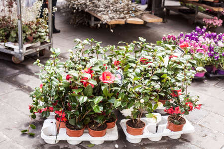 Plants, flowers for sale in a market in Trieste, springの写真素材