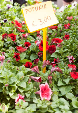 Plants, flowers for sale in a market in Trieste, springの写真素材