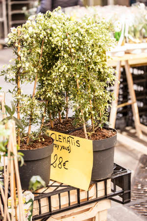 Plants, flowers for sale in a market in Trieste, springの写真素材
