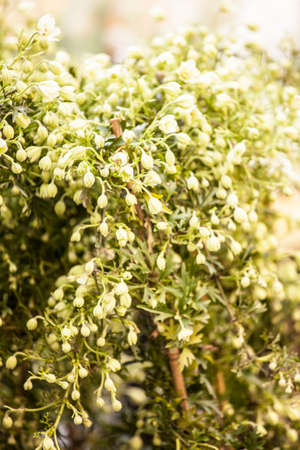 Plants, flowers for sale in a market in Trieste, springの写真素材